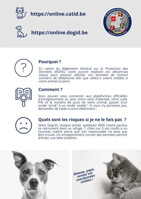Dog Cat 