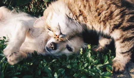 Photo chien et chat