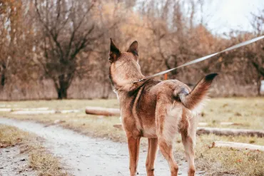 chien en laisse