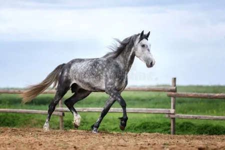 cheval