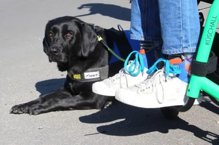 Personne en fauteuil roulant et son chien d'assistance