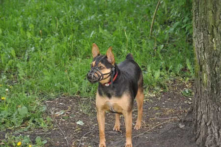 Chien portant une muselière