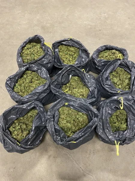 Cannabis