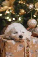 hondje kerstboom
