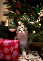 kat kerstboom