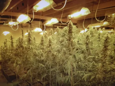 cannabisplanten
