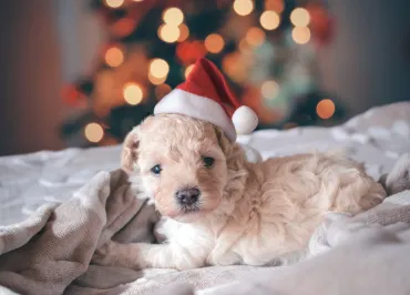 hond kerstboom