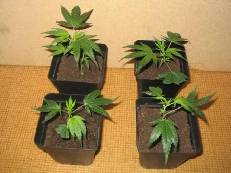 canabis