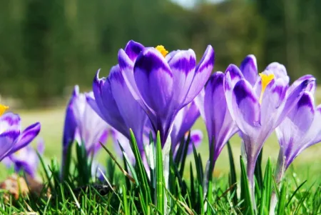 krokusbloem