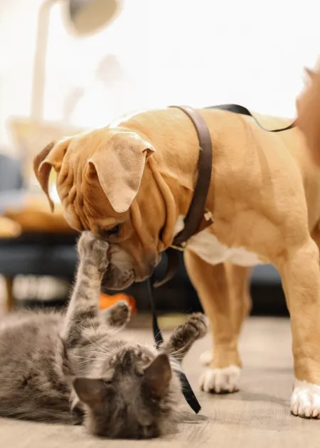 Hond en kat