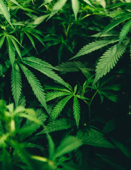 cannibisplant
