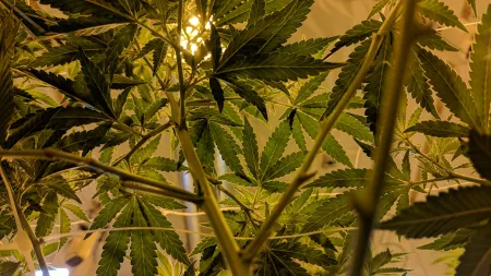 Cannabis
