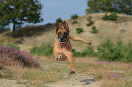 loslopende hond
