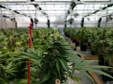 Cannabisplantage