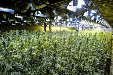 Cannabisplantage