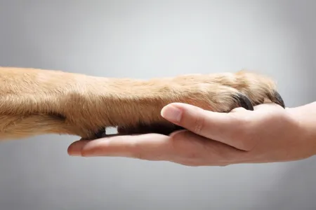 Dierenwelzijn