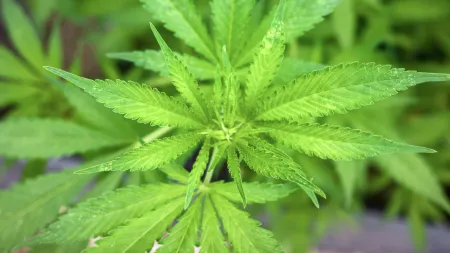 cannabis
