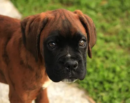 triest kijkend hondje