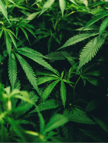 weed