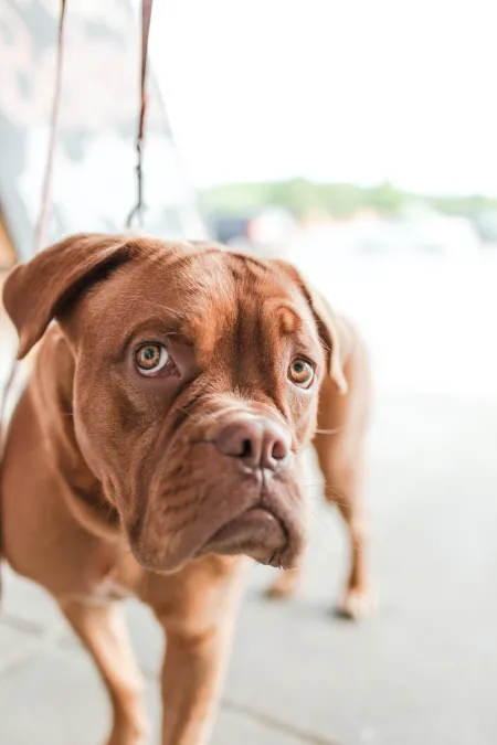 foto van een hond