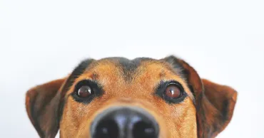 hond