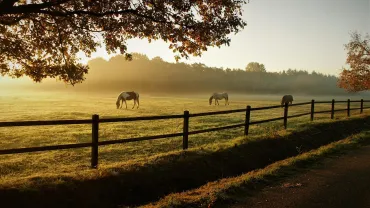 Paarden