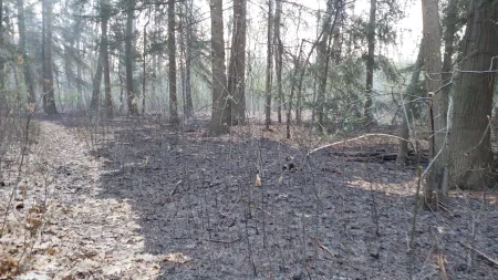 Vegetatie in brand