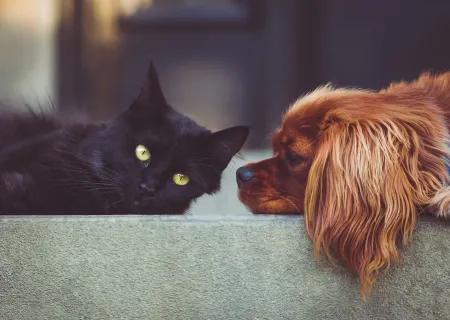 Dierenwelzijn