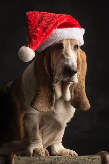 Basset met kerstmuts op 