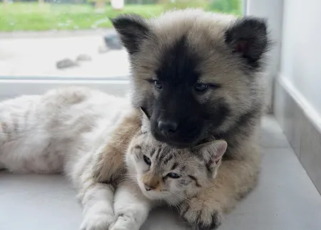 hond en kat