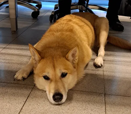chien trouvé