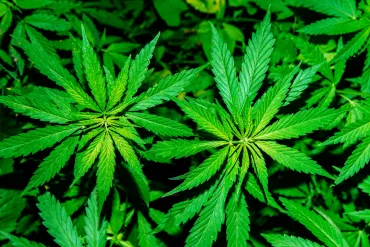 cannabisplant