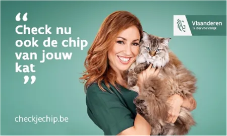 chip kat/hond