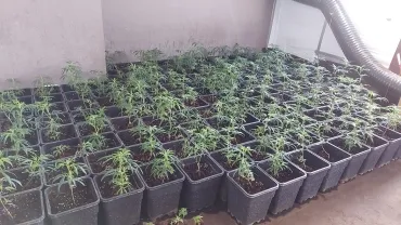 plantage
