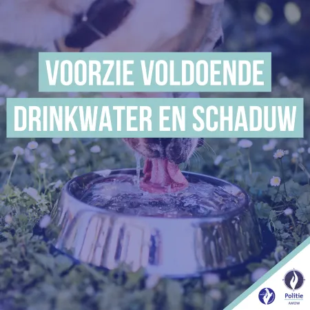 Hond met drinkbak
