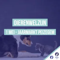 Dierenwelzijn - hond en kat
