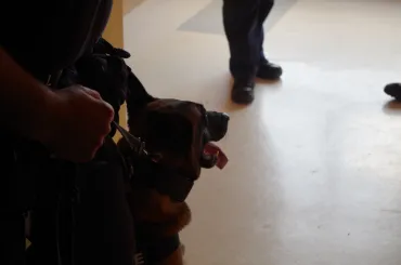 Bijstand drugshonden