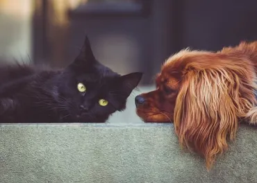 Kat & hond