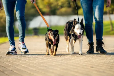 Loslopende (jacht)honden