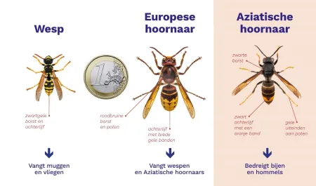 Aziatische hoornaar