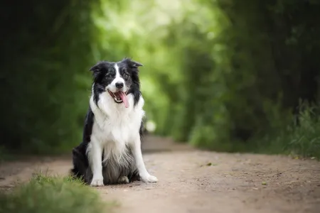 Campagne hond aan de lijn