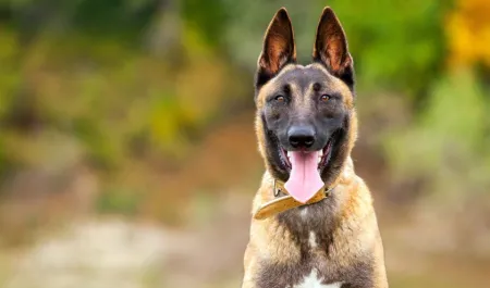 hond