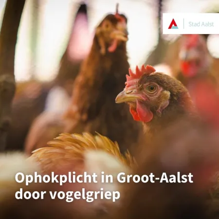 Ophokplicht foto Stad Aalst 