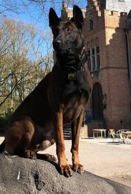 Overlijden Drago en Blue
