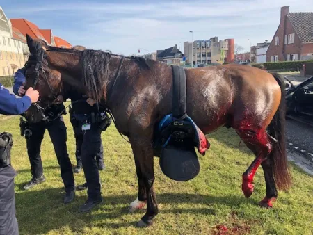 Losgeslagen paard