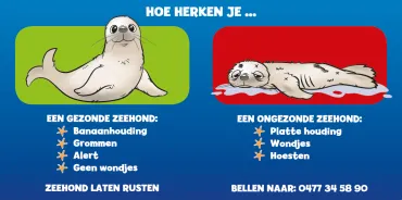 hoe zieke van gezonde zeehond onderscheiden