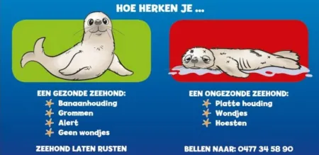 zeehondjes 