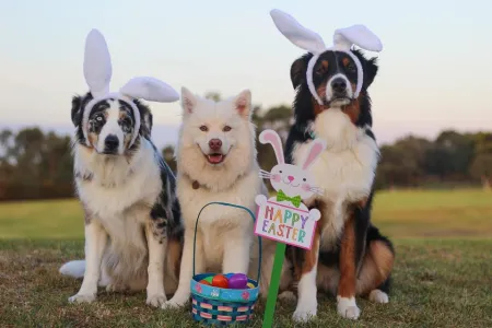 honden pasen 