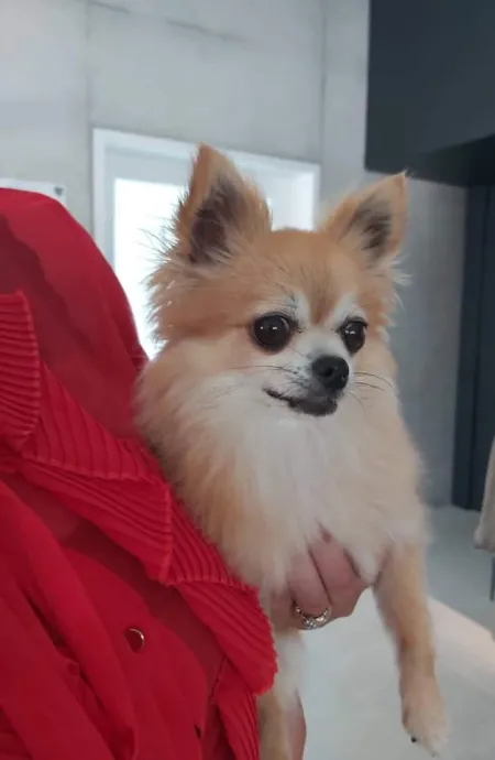 hondje 