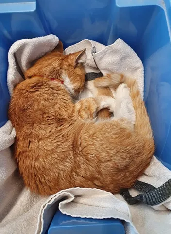 kat 2
